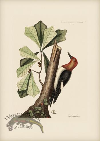 020 Red Headed Woodpecker